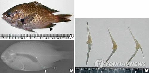 사람한테 치명적일 수도 있는 '생선가시'